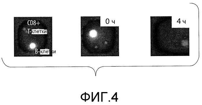 Композиции и способы, используемые для оценки цитотоксичности отдельных клеток (патент 2532228)