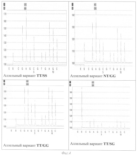 Способ диагностики аллелей t30n, s52g, i199v и r200q гена prkag3 (патент 2328531)