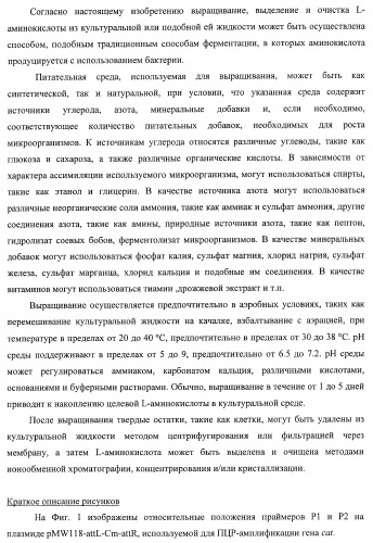 Способ получения l-треонина с использованием бактерии, принадлежащей к роду escherichia, в которой инактивирован ген ygid (патент 2396349)