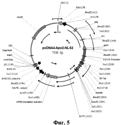 Рекомбинантная плазмидная днк pcdna4-apo-2nls2, несущая синтетический ген белка апоптина, индуцирующего p53 независимый апоптоз опухолевых клеток (патент 2541777)