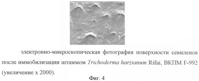 Штамм trichoderma harzianum rifai-биодеструктор термопластичного полиуретана, поливинилового спирта, латекса на основе акриловой кислоты, севилена (патент 2415914)