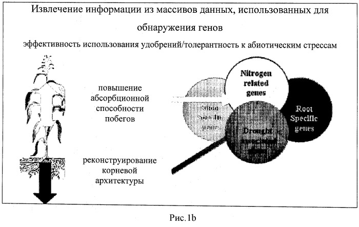 Изолированные полипептиды, кодирующие их полинуклеотиды, экспрессирующие их трансгенные растения и способы их использования (патент 2487166)