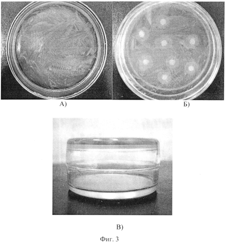 Способ определения сапрофитных бактерий, стимулирующих рост listeria monocytogenes в морских микробных сообществах (патент 2572572)