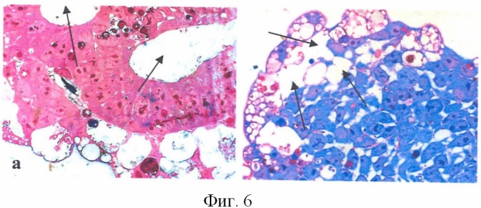 Способ замедления начальных стадий дифференцировки эмбриональных стволовых клеток млекопитающих, исключая приматов, in vitro (патент 2396341)