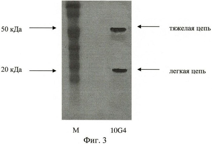 Штамм гибридных клеток животных mus musculus 10g4 - продуцент моноклональных антител, специфичных к капсульному fl антигену yersinia pestis (патент 2460787)