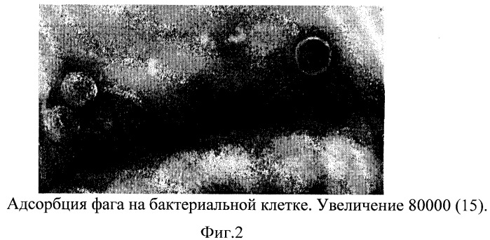 Способ трансдукции bacillus anthracis и близкородственных бацилл (патент 2287579)