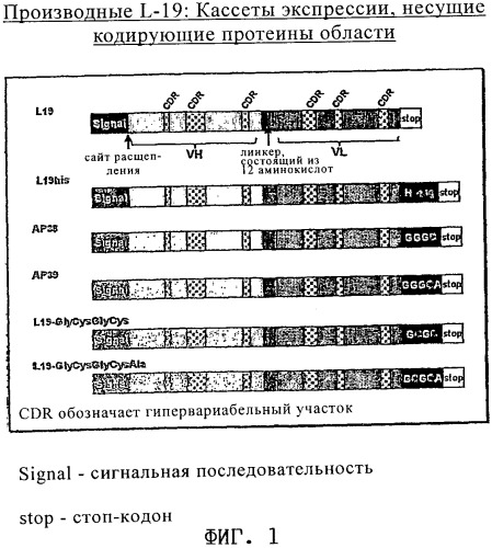 Конъюгаты, содержащие антитело, специфическое для ed-в-домена фибронектина, и их применение для обнаружения и лечения опухолей (патент 2352582)