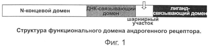 Нестероидные модуляторы андрогенного рецептора, способ получения, их фармацевтическая композиция и применение (патент 2378250)