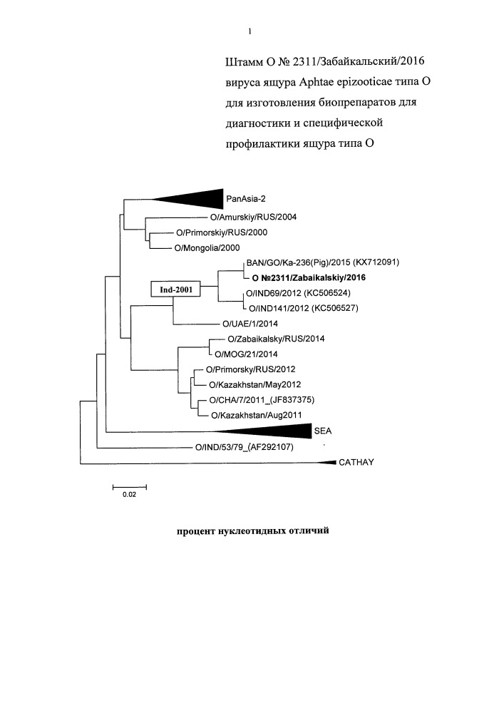 Штамм о n 2311/забайкальский/2016 вируса ящура aphtae epizooticae типа о для изготовления биопрепаратов для диагностики и специфической профилактики ящура типа о (патент 2658608)
