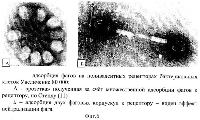 Способ трансдукции bacillus anthracis и близкородственных бацилл (патент 2287579)