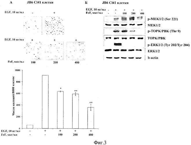 Ингибитор протеинкиназы торк с направленным хемопревентивным действием in vitro (патент 2566268)
