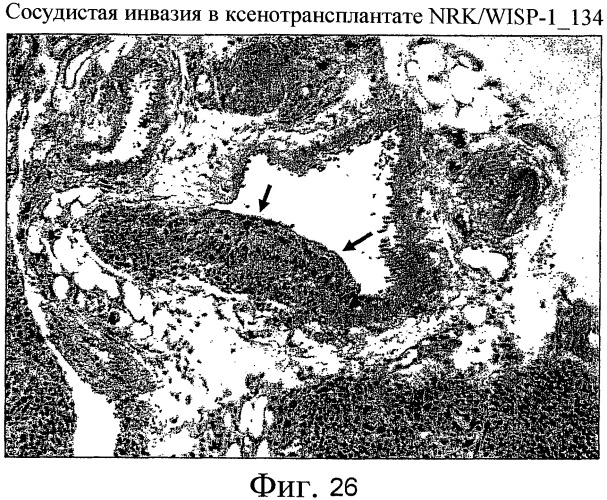 Способы и композиции для модуляции и обнаружения активности wisp (патент 2412201)