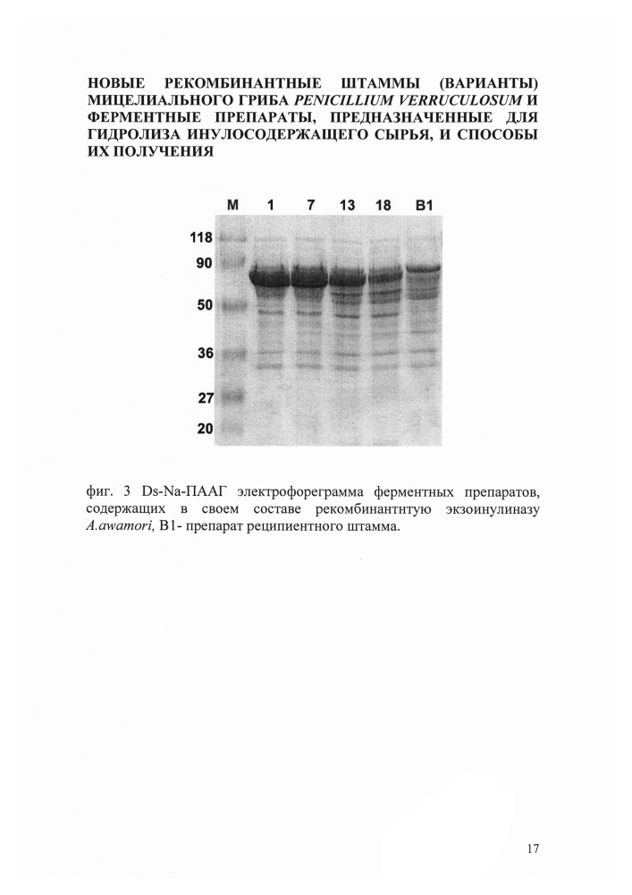 Рекомбинантный штамм мицелиального гриба penicillium verruculosum ( варианты) и способ получения ферментного препарата с его использованием (варианты) (патент 2646136)