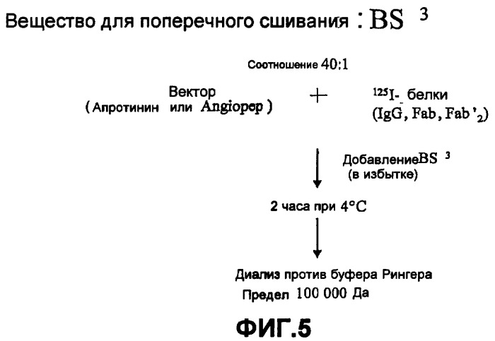 Полипептид, способный преодолевать гематоэнцефалический барьер, и его конъюгат (патент 2408605)