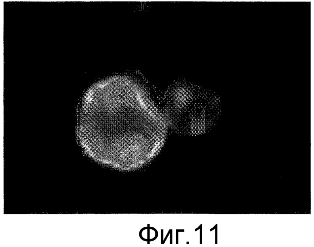 Способы in vitro для создания и поддержания линий растительных клеток в виде отдельных клеток в суспензии с интактными клеточными стенками и их трансформации (патент 2451744)