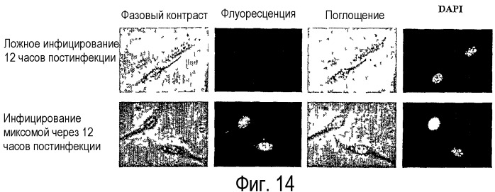 Применение вируса миксомы для терапевтического лечения рака и хронической вирусной инфекции (патент 2362584)