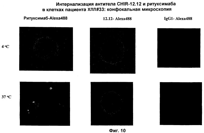 Применение анти-cd40-антител (патент 2442606)