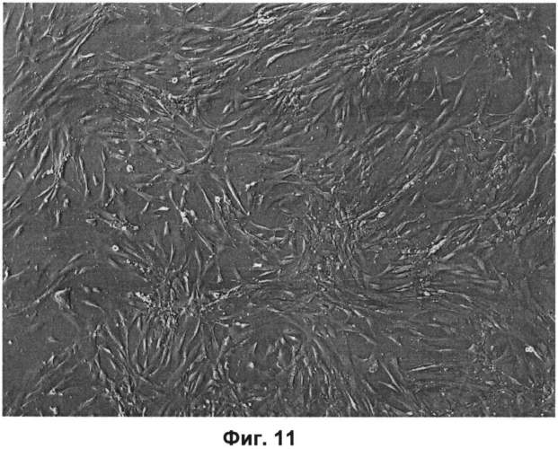 Матрица для культивирования клеток (патент 2571215)
