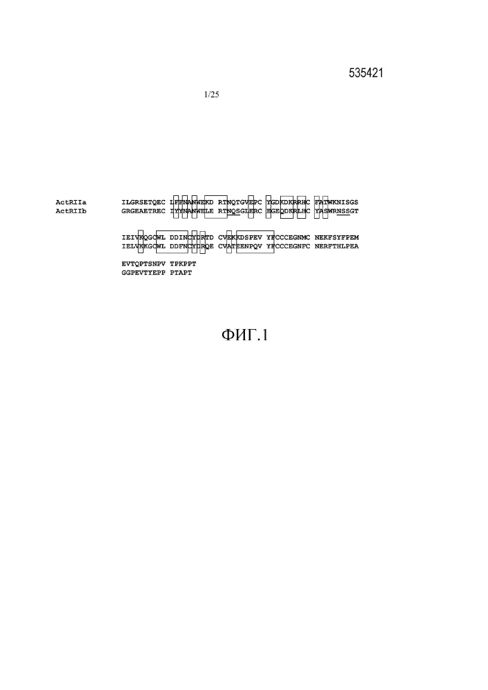 Комбинированное применение ловушек gdf и активаторов рецепторов эритропоэтина для повышения содержания эритроцитов (патент 2642302)