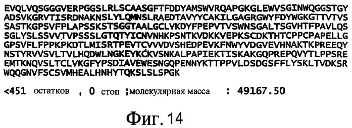 Антитела к dr5 и их применения (патент 2458072)