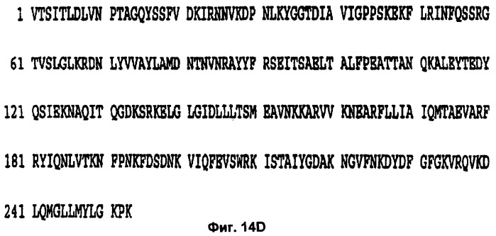 Слитые конструкции лекарственного средства и конъюгаты (патент 2428431)