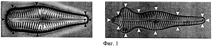 Способ определения объемов и площадей поверхностей клеток диатомовых водорослей (патент 2541447)