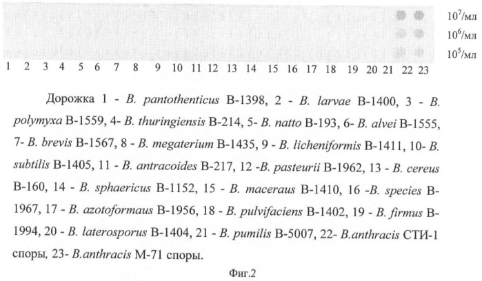 Штамм гибридных культивируемых клеток животных mus musculus 1e6 - продуцент моноклональных антител, специфичных к спорам bacillus anthracis (патент 2439148)