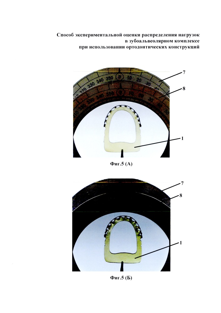 Способ экспериментальной оценки распределения нагрузок в зубоальвеолярном комплексе при использовании ортодонтических конструкций (патент 2618888)