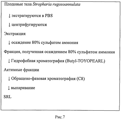 L-фукоза α1→6 специфичный лектин (патент 2524425)