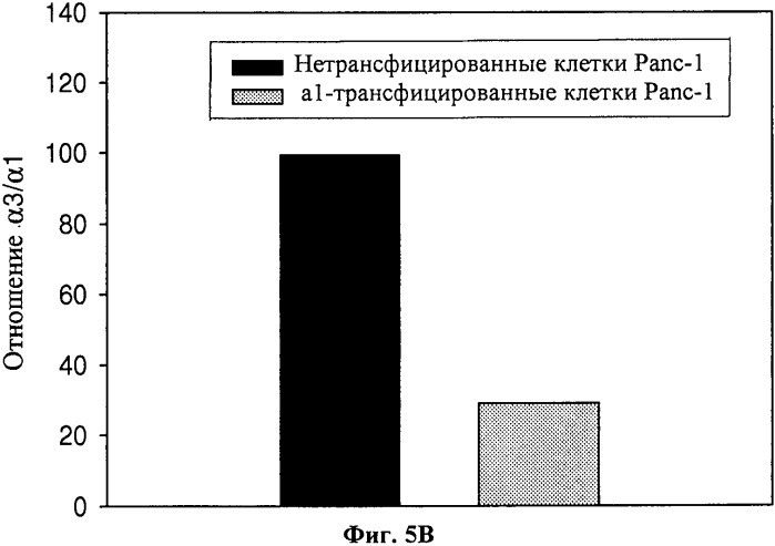 Способ определения вероятности терапевтического ответа на противораковую химиотерапию сердечным гликозидом (патент 2508114)