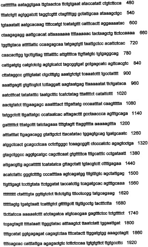 Днк, повышающая продуцирование белка, и ее применение (патент 2375450)