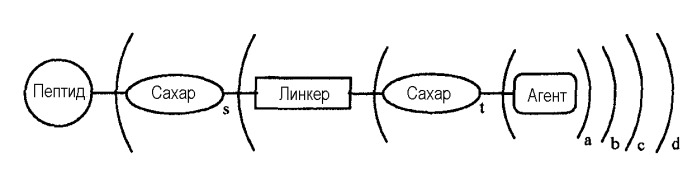 Глицерин-связанные пэгилированные сахара и гликопептиды (патент 2460543)