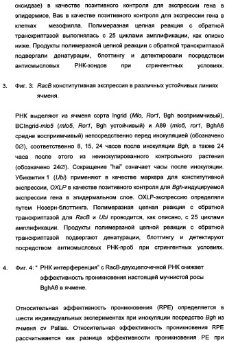 Новые последовательности нуклеиновых кислот и их применение в способах достижения устойчивости к патогенам в растениях (патент 2346985)