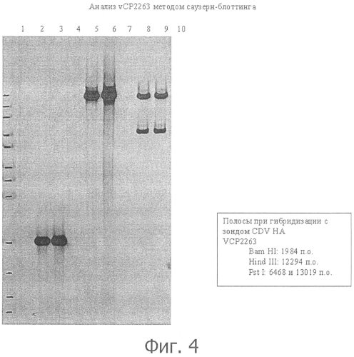 Композиции рекомбинантного cdv и ее применение (патент 2567337)