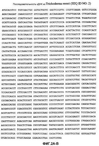 Глюкоамилаза trichoderma reesei и ее гомологи (патент 2394101)