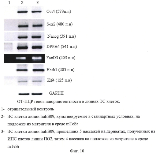 Способ получения пациент (донор)-специфических фибробластоподобных клеток из индуцированных плюрипотентных стволовых клеток человека (патент 2568059)