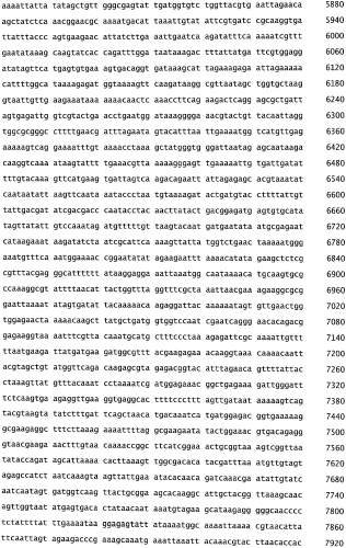 Бактериофаг, обладающий активностью против pseudomonas aeruginosa, белки бактериофага и способы их применения (патент 2580248)