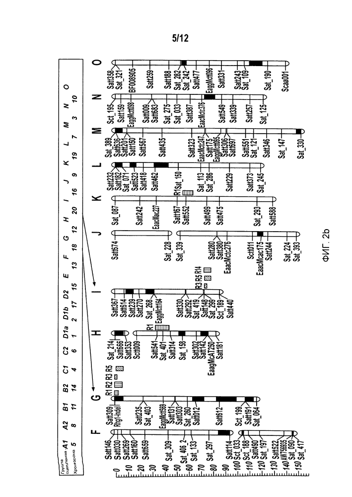 Маркеры, сцепленные с устойчивостью растений сои к scn (патент 2620973)