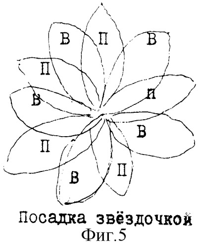 Способ размножения оздоровленных растений картофеля (патент 2311744)