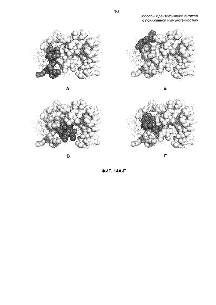 Способы идентификации антител с пониженной иммуногенностью (патент 2648141)