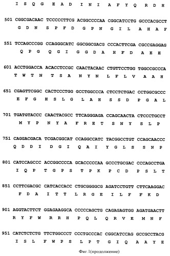 Ген mmp8opt металлопротеиназы 8 (патент 2378376)