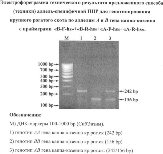 Способ проведения аллель-специфичной пцр для генотипирования крупного рогатого скота по аллелям а и в гена каппа-казеина (патент 2337141)