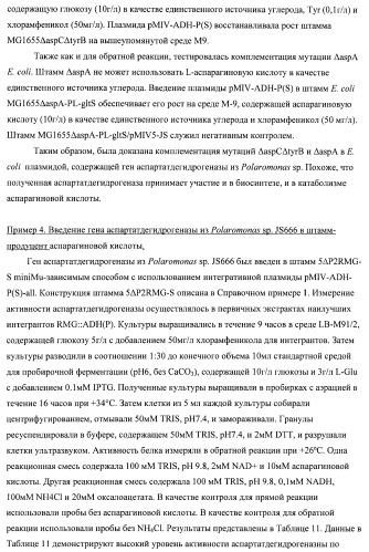 Бактерия семейства enterobacteriaceae - продуцент l-аспарагиновой кислоты или метаболитов, производных l-аспарагиновой кислоты, и способ получения l-аспарагиновой кислоты или метаблитов, производных l-аспарагиновой кислоты (патент 2472853)