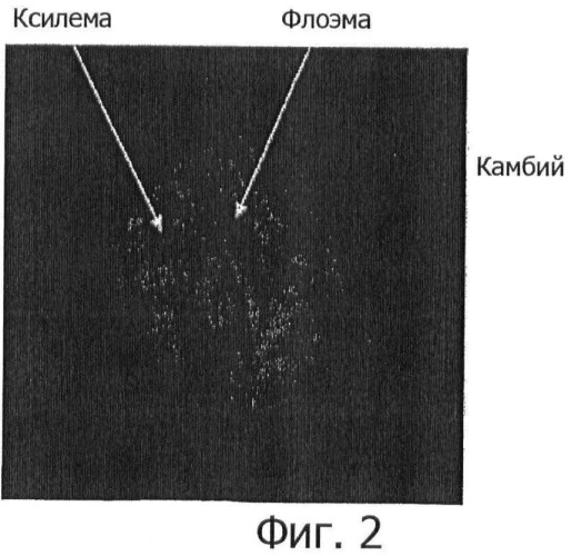 Растительная клеточная линия, полученная из камбия травянистого растения с запасающим корнем, и способ ее выделения (патент 2467067)