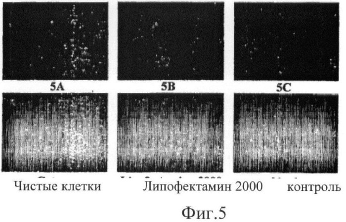 Биодеградируемые катионные полимеры (патент 2440380)