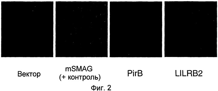 Модуляторы нейрональной регенерации (патент 2447449)