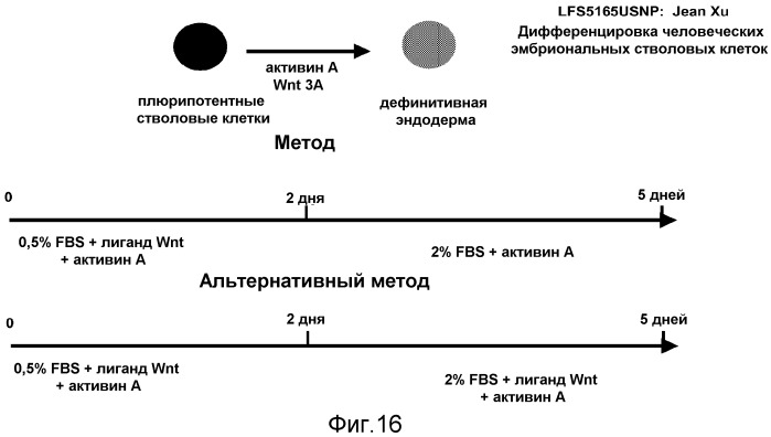 Дифференцировка человеческих эмбриональных стволовых клеток (патент 2473685)