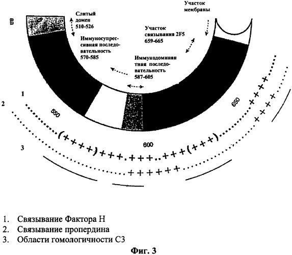 Иммуногенная композиция и способ разработки вакцины, основанной на участках связывания фактора н (патент 2364413)