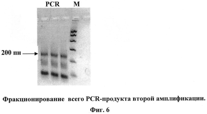 Способ получения кассетных генетических конструкций, экспрессирующих несколько рнк-шпилек (патент 2525935)