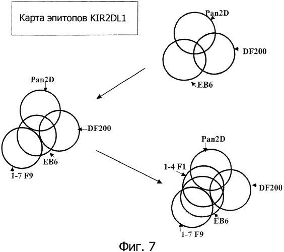 Композиции и способы регуляции клеточной активности nk (патент 2404993)